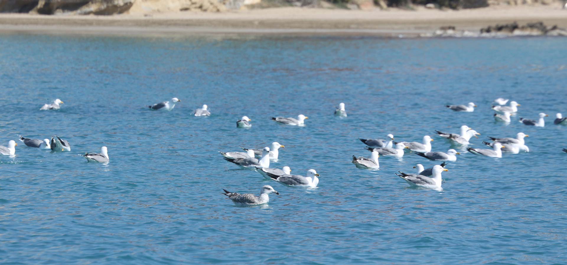 Pájaros sobre el mar en la Bahía de Calpe